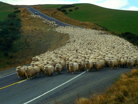 Sheep in road